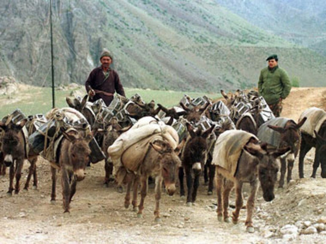 Uttarakhand floods: Group provides medical aid to animals -India News , Firstpost Uttarakhand floods: Group provides medical aid to animals -India News , Firstpost