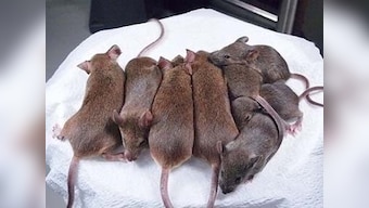 Mouse cloned from drop of blood in Japan