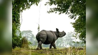 12 rhino poachers jailed in Nepal