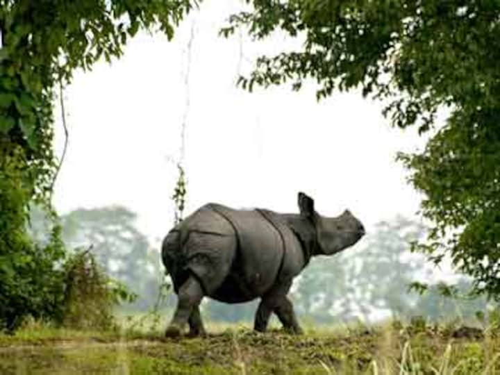 12 rhino poachers jailed in Nepal