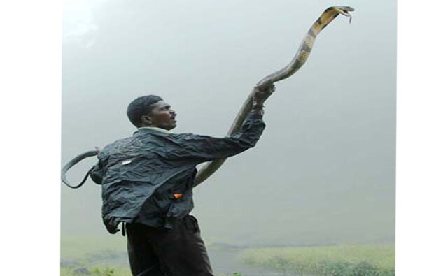 Vava Suresh captures a King Cobra, the longest venomous snake in the world, with his bare hands. Image: www.yentha.com