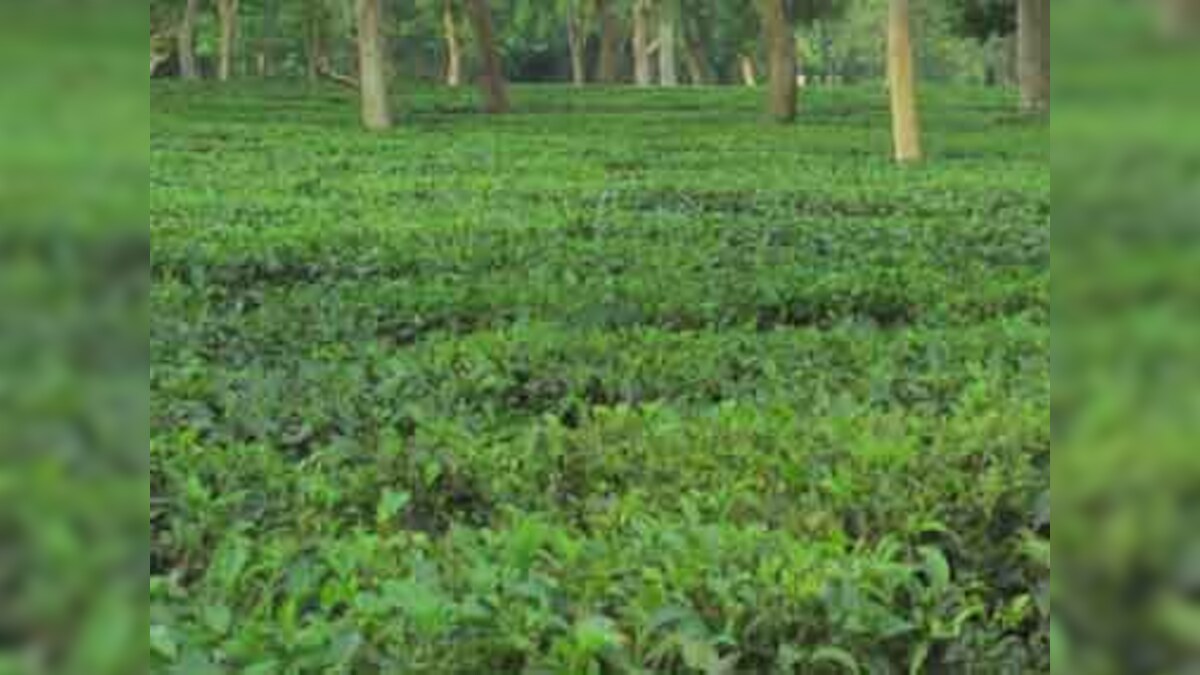 Deploy Drones For Garden Security Assam Tea Planters To Govt Firstpost 1006