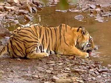 Three Corbett tigers dead in a week: Victims of 'revenge' killings? Three Corbett tigers dead in a week: Victims of 'revenge' killings?