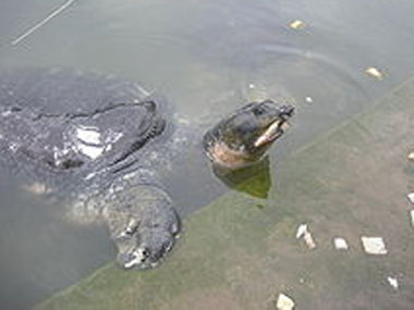 Rare turtle species found only in Tripura facing extinction Rare turtle species found only in Tripura facing extinction