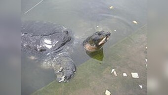 Rare turtle species found only in Tripura facing extinction