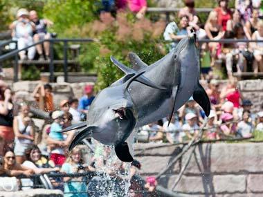 India does not allow dolphins to be used for entertainment. AFP