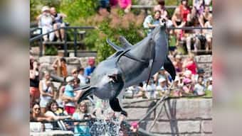 The US should learn from India and stop using dolphins as entertainment