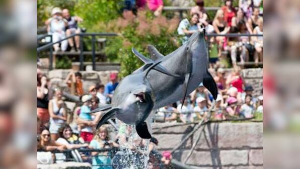 The US should learn from India and stop using dolphins as entertainment