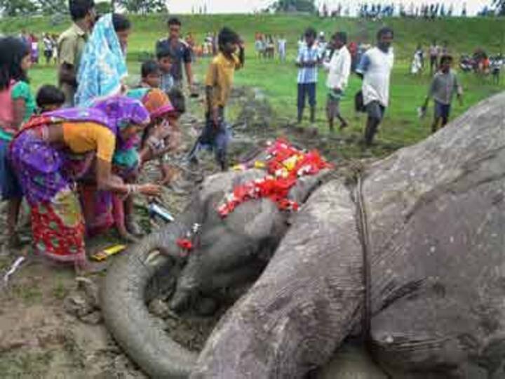 Poachers kill elephant in Assam, sever trunk, take away tusks Poachers kill elephant in Assam, sever trunk, take away tusks