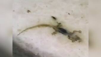 Midday meal horrors continue: Dead lizard served with food in Haryana 