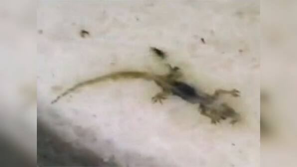 Midday meal horrors continue: Dead lizard served with food in Haryana 