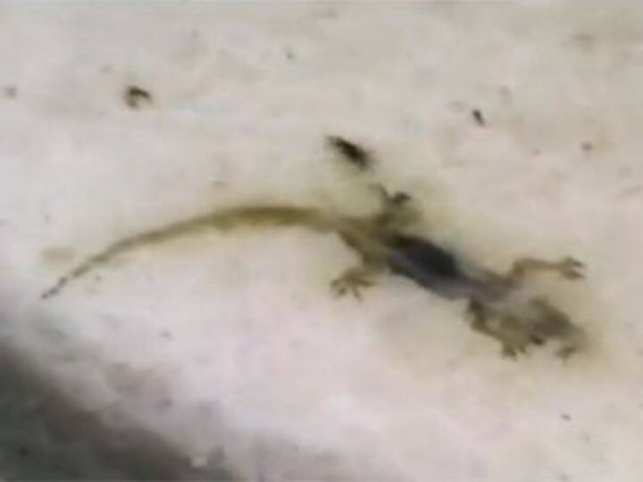 Midday meal horrors continue: Dead lizard served with food in Haryana 