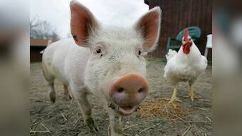 Don't eat farm animals, they're just as smart as your dog, say activists