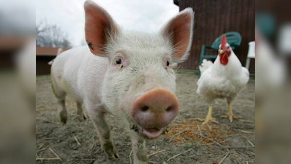 Don't eat farm animals, they're just as smart as your dog, say activists