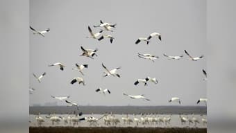 Wildlife diaries: Rajasthan plans to save Great Indian Bustard, bring back Siberian cranes