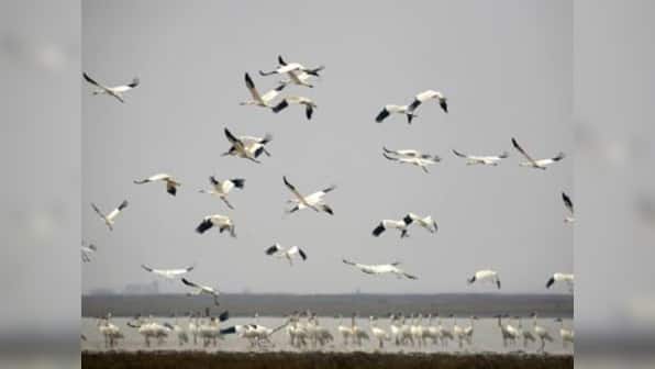 Wildlife diaries: Rajasthan plans to save Great Indian Bustard, bring back Siberian cranes
