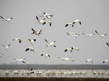 Wildlife diaries: Rajasthan plans to save Great Indian Bustard, bring back Siberian cranes