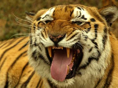 For tigers, the game is as good as over