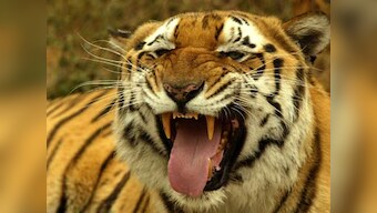 For tigers, the game is as good as over