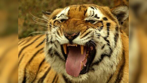 For tigers, the game is as good as over