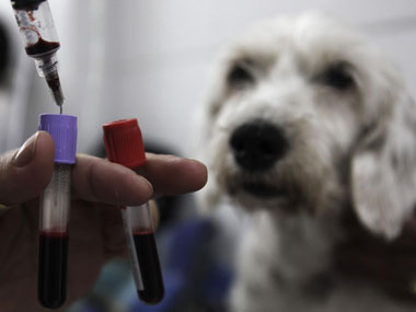 'India more progressive than US on animal welfare policies' 'India more progressive than US on animal welfare policies'