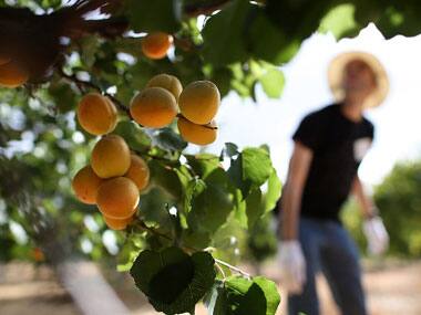 Apricots can work wonders for the skin. AFP.