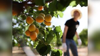 Beauty tip: Mangoes, apricots can do wonders for your skin