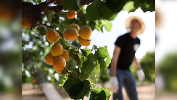 Beauty tip: Mangoes, apricots can do wonders for your skin