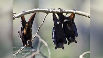 How an Odisha village has become a safe haven for endangered bats