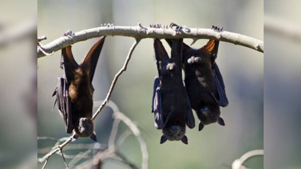 How an Odisha village has become a safe haven for endangered bats