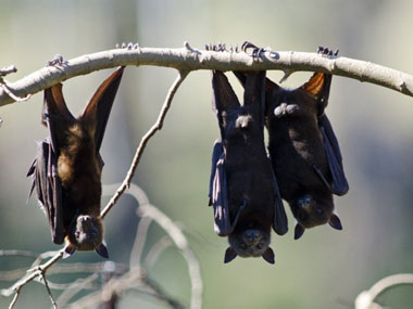 How an Odisha village has become a safe haven for endangered bats How an Odisha village has become a safe haven for endangered bats