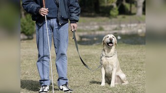 DGCA wants airlines to allow in-flight stretchers, guide dogs for disabled