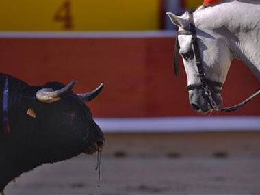 A bull during the Spanish bull run. AP
