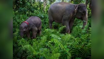  Kaziranga's pride Joyraj unwell, infirm