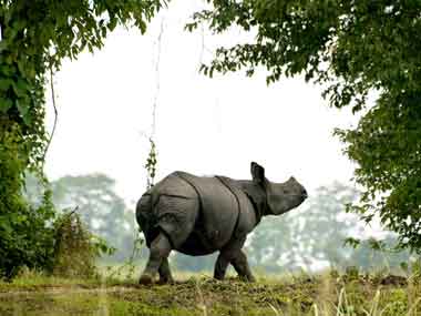 Protecting the rhino in Kaziranga. Reuters