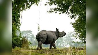 Forest guards kill two poachers in Kaziranga