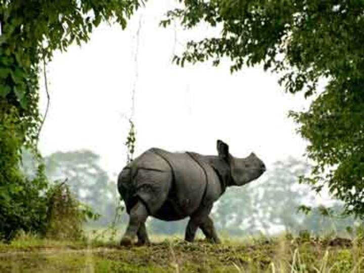 Forest guards kill two poachers in Kaziranga Forest guards kill two poachers in Kaziranga