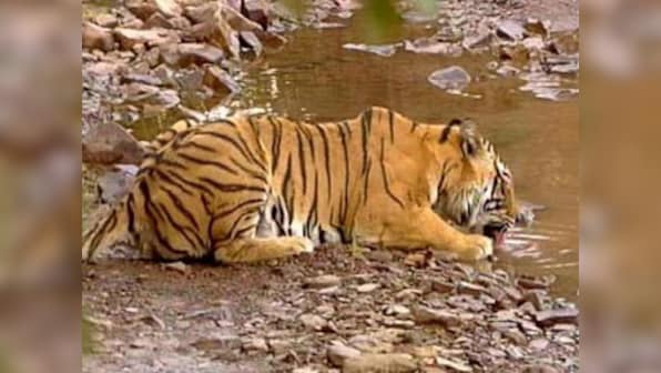 India's tigers face new threat as lethal poacher could soon walk free