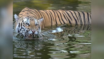 Tiger deaths: Govt to start round-the-clock electronic surveillance