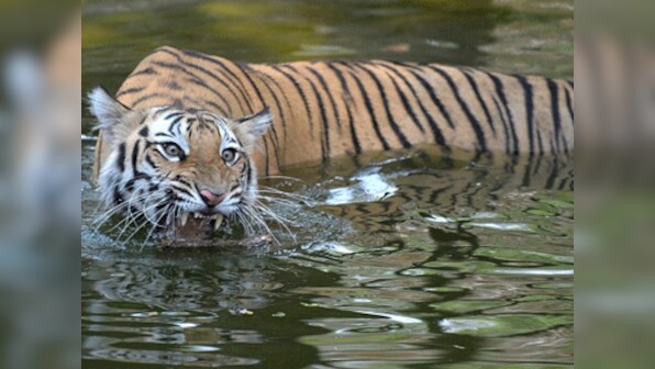 Tiger deaths: Govt to start round-the-clock electronic surveillance
