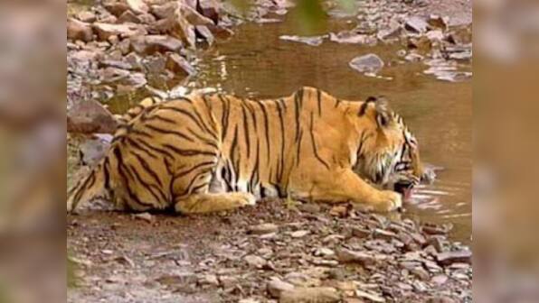 Animal rights group Peta protests outside Delhi Zoo