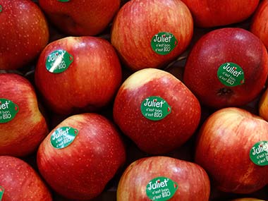 Mahindra diversifies into branded fresh fruit biz with Saboro Mahindra diversifies into branded fresh fruit biz with Saboro