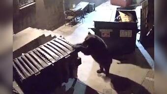 Viral video: Bear wheels an entire dumpster away from a restaurant