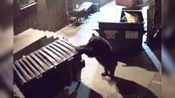 Viral video: Bear wheels an entire dumpster away from a restaurant