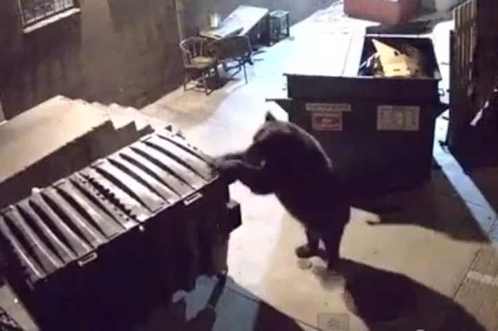 Viral video: Bear wheels an entire dumpster away from a restaurant