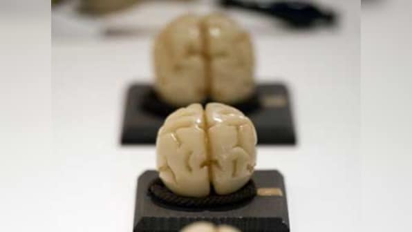 Neurons in brain interact just like friends on Facebook, says study 