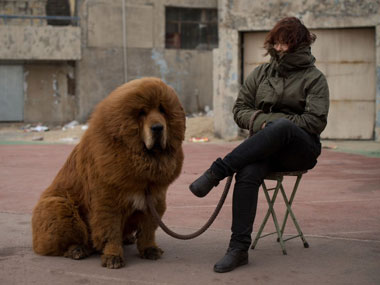 Bizarre: China zoo passes off big dog as lion Bizarre: China zoo passes off big dog as lion