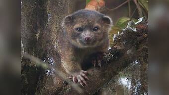 Meet Olonguito: An adorably cute mammal scientists just discovered