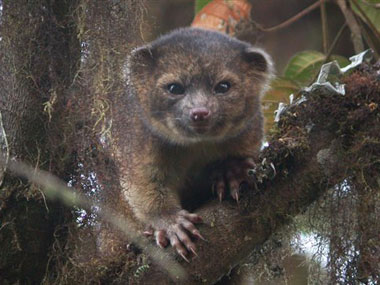 Meet Olonguito: An adorably cute mammal scientists just discovered Meet Olonguito: An adorably cute mammal scientists just discovered
