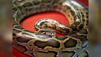 Indonesian woman who went missing found inside seven-metre-long Python in Muna island